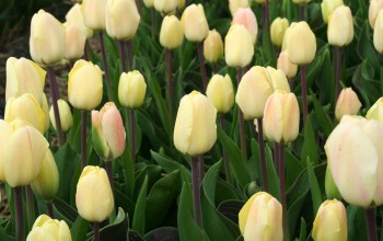 Vanilla Cream Tulp Vanilla Cream