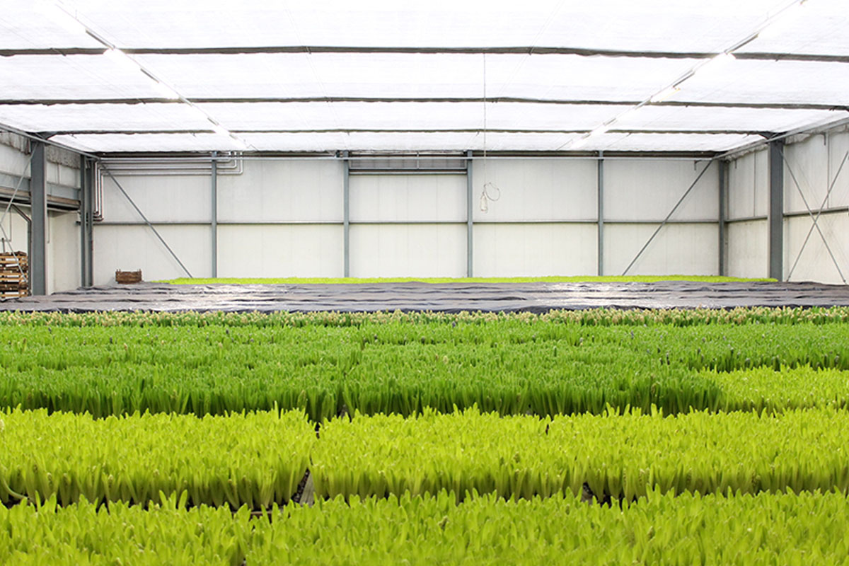 Snijhyacinten in de warme kas