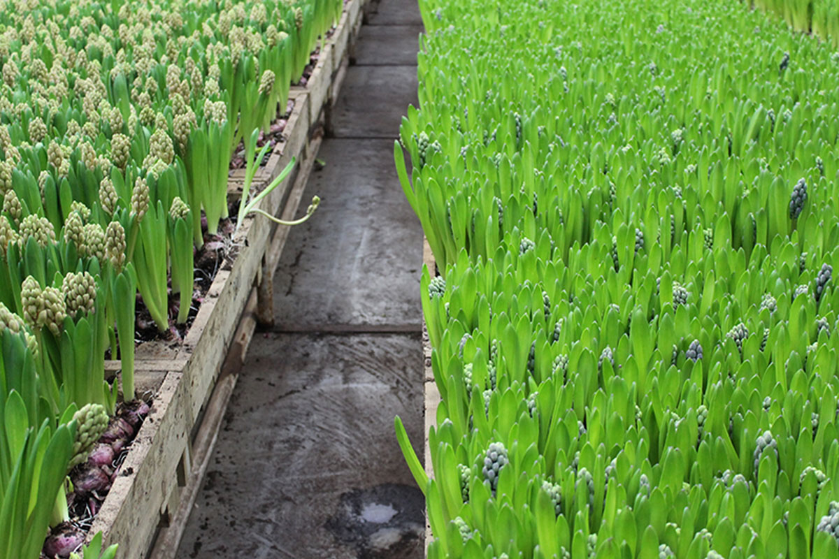 Snijhyacinten in de warme kas