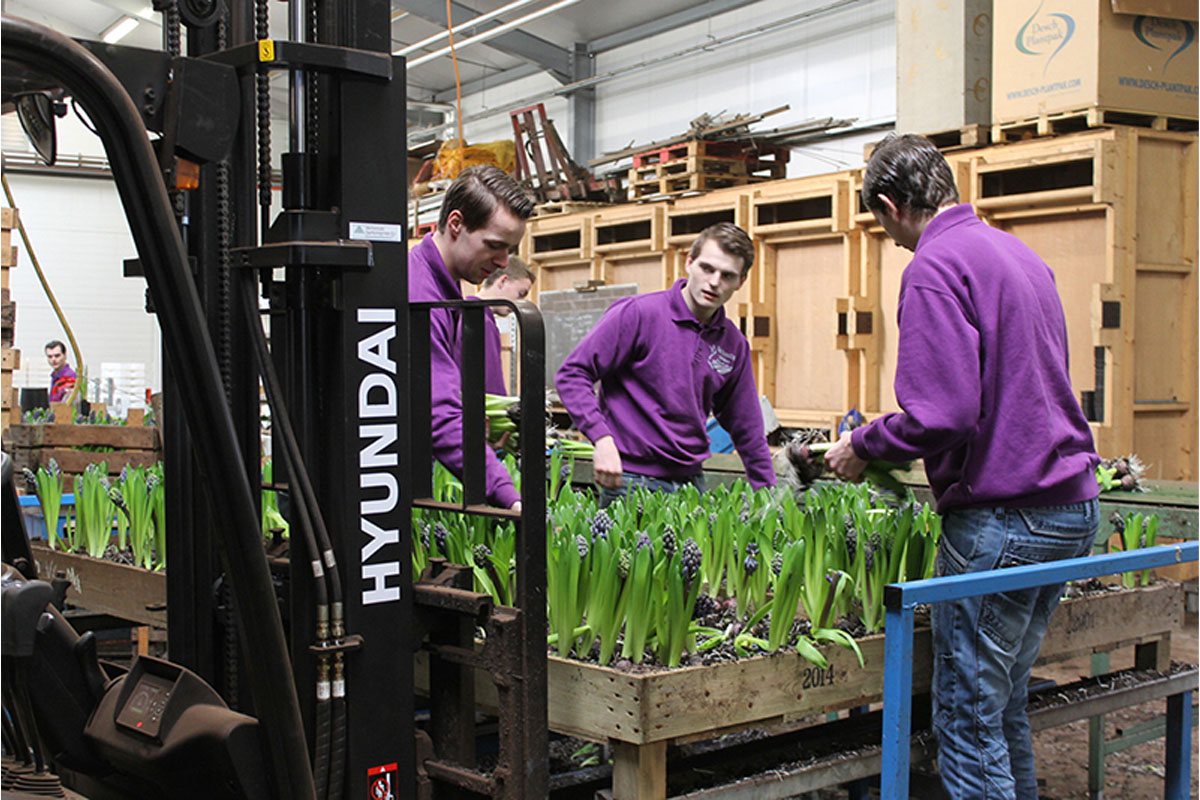 Snijhyacinten worden geoogst en tot bos verwerkt