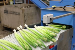 Snijhyacinten worden verpakt naar een bosje