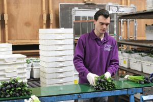 Snijhyacinten worden verpakt naar een bosje