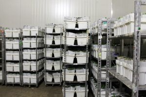 Snijhyacinten worden verpakt naar een bosje