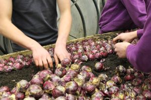 Bloembollen binnen planten