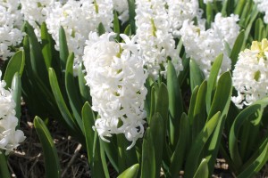 Hyacinth Aiolos