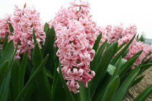 Hyacinth Anne Marie