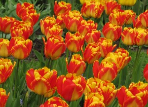 Tulip Banja Luka