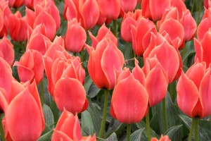Tulip Calypso
