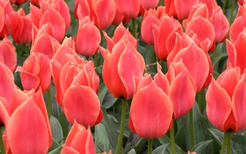 Calypso Tulp Calypso