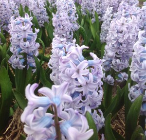 Hyacinth Caribbean Dream