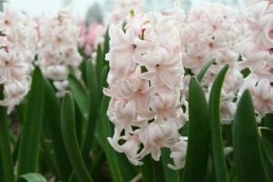 Hyacinth China Pink