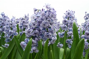 Hyacinth Delfts Blue