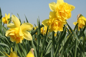 Narcis Dick Wilden