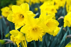 Daffodill Dutch Master