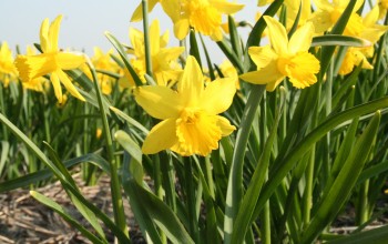 Daffodill Februari Gold