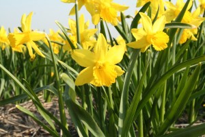 Narcis Februari Gold