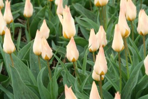 Tulip Fur Elise