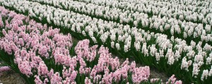Hyacinths field