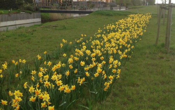 Park Vijfhuizen in bloei