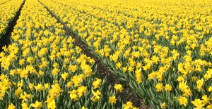 Narcissen veld