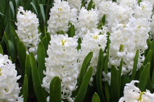 Hyacinth Louvre