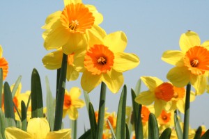 Daffodill Love Day