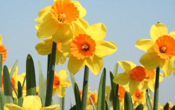 Daffodill Love Day