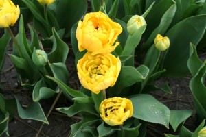 Tulip Yellow Pompenette