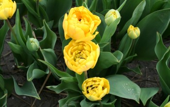 Tulip Yellow Pompenette