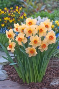 Daffodil Altruist
