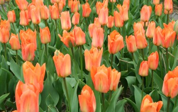Tulip Oranje Emperor