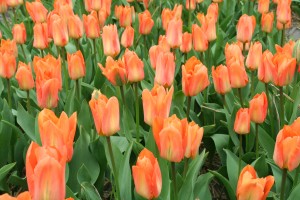 Tulp Oranje Emperor