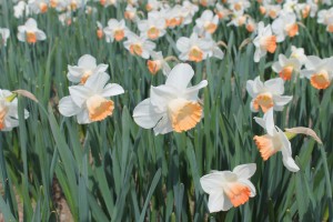 Daffodill Pink Charm