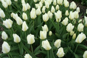Tulp Purissima