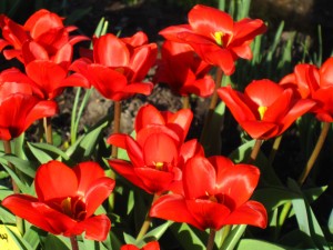 Showwinner tulp