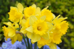 Daffodill Standard-Value