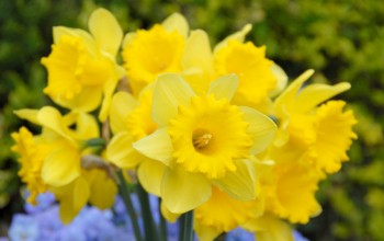 Daffodill Standard-Value