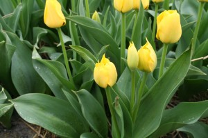 Tulip Stutgart