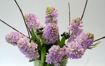 Top Hit Cut flowers Top Hit
