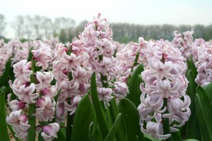 Hyacinth Top Hit