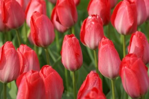 Van Eijk tulp