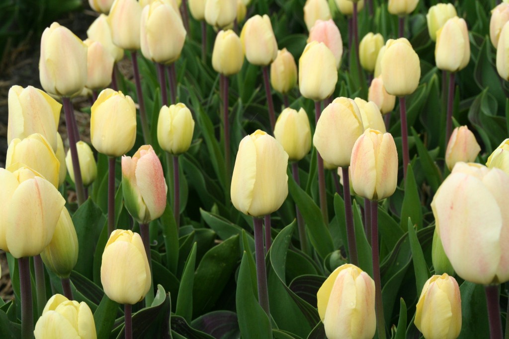 Tulp Vanilla Cream