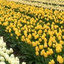 Tulp veldoverzicht