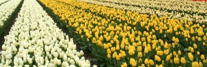 Tulp veldoverzicht