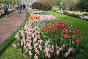 Keukenhof 2015