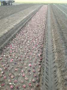 Planten