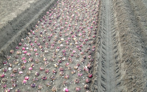 Planten