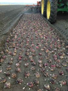 Planten