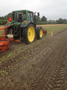 Rooien