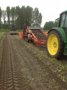Rooien